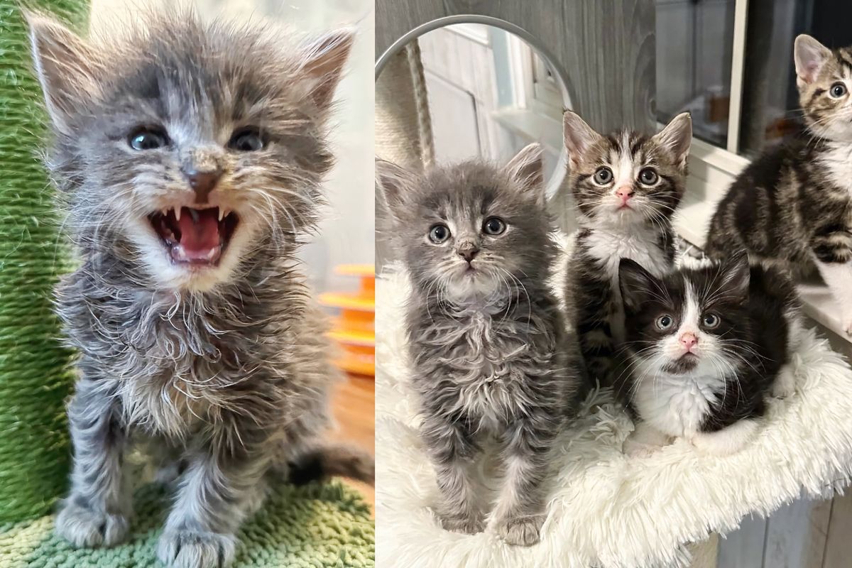 'Gremlin' Kittens Move Indoors for the First Time, Spending this Winter in Comfort and Warmth