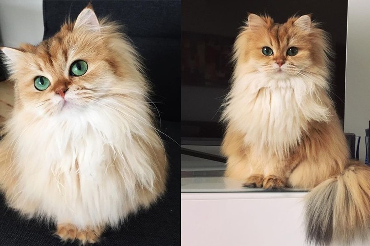 This Magnificently Fluffy Cat Looks Part Fox