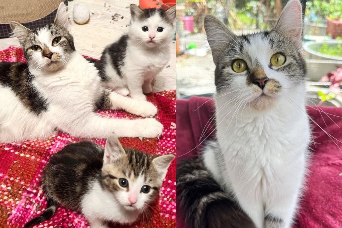 Cat is Reliving Her Kitten-hood After She was Taken off the Streets and Had Her Last Litter