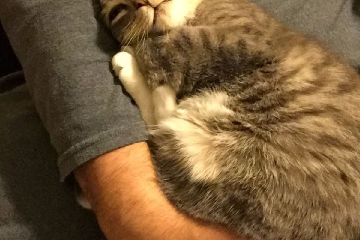 Man Comes Home to His Cat, She Falls into His Arms