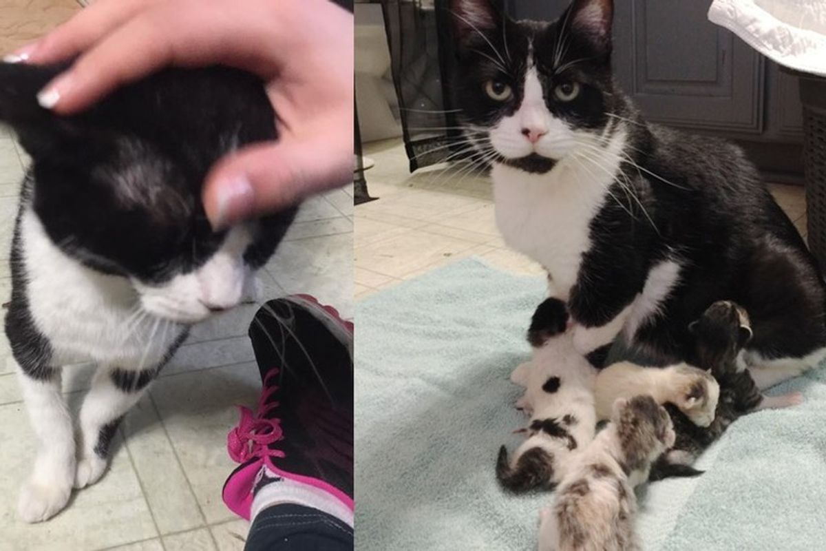 They Save a Pregnant Senior Cat from Death Row So She and Her Babies Could Have a Good Life