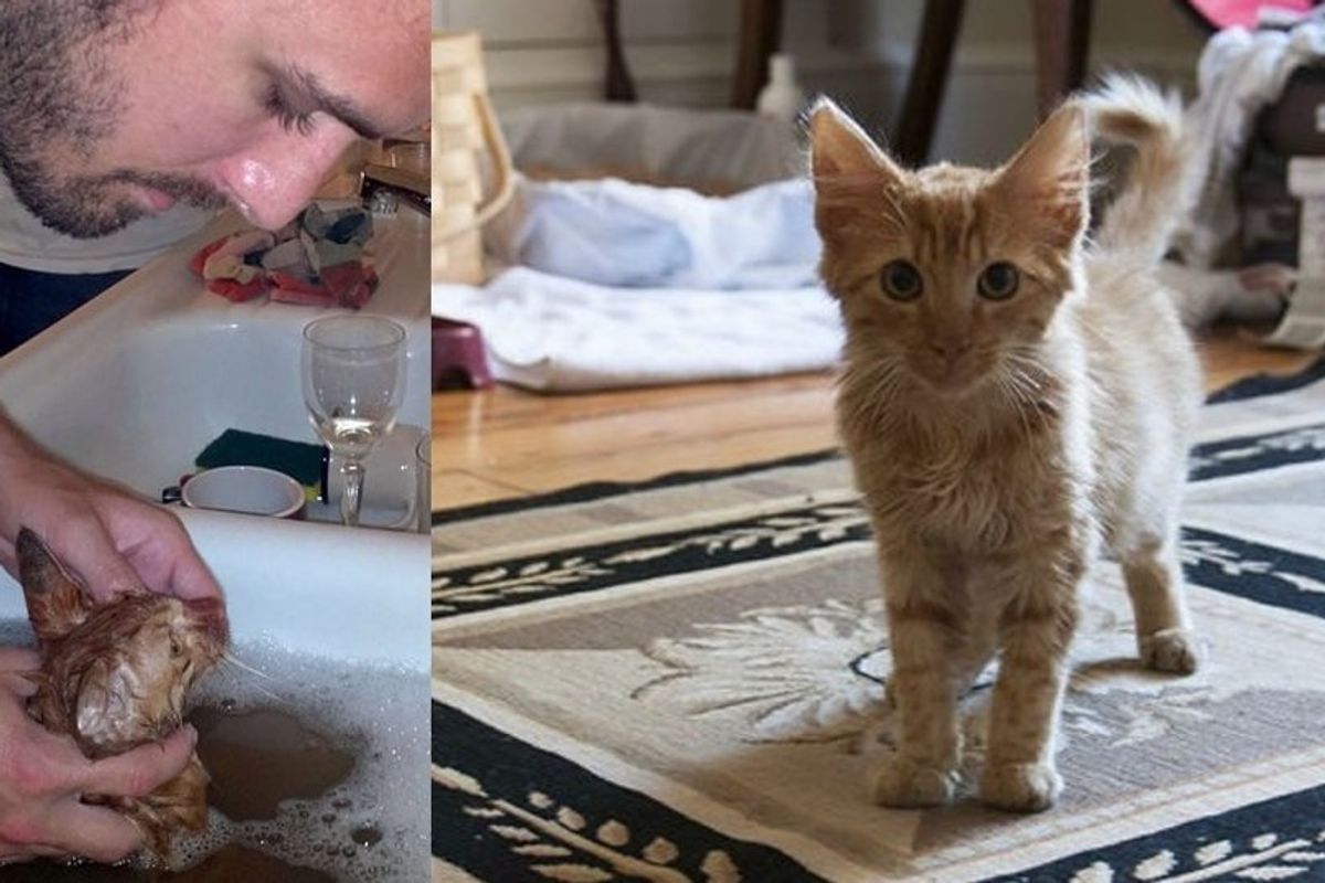Man Saves Cat from Woods and Nurses Him Back to Health