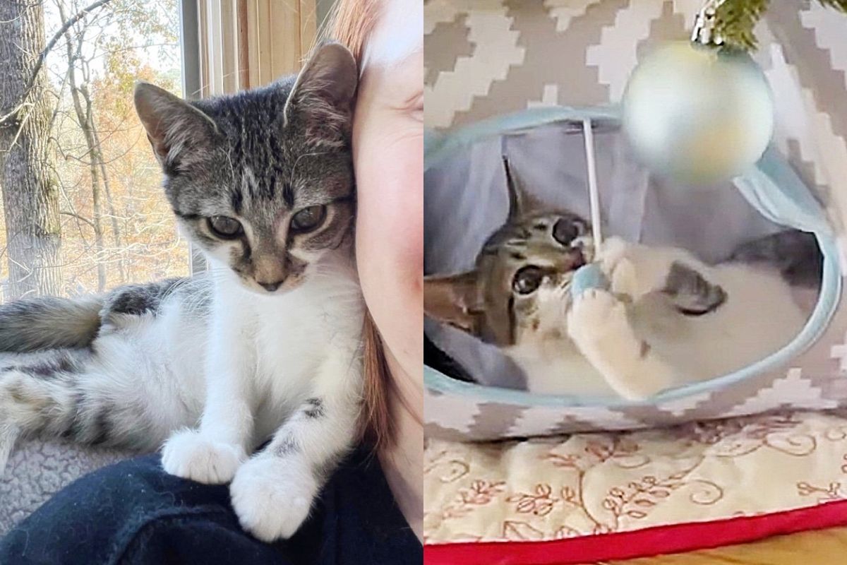 Kitten Plays Under Christmas Tree for the First Time a Few Weeks After She Traveled to Parking Lot on a Truck