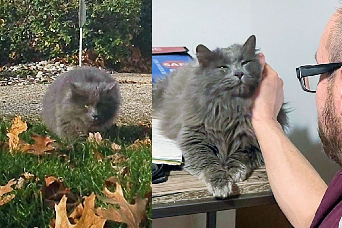 Man Spends 6 Months Looking for Cat He Bonds with, 3 Weeks Before New Year, He Has Emotional Reunion