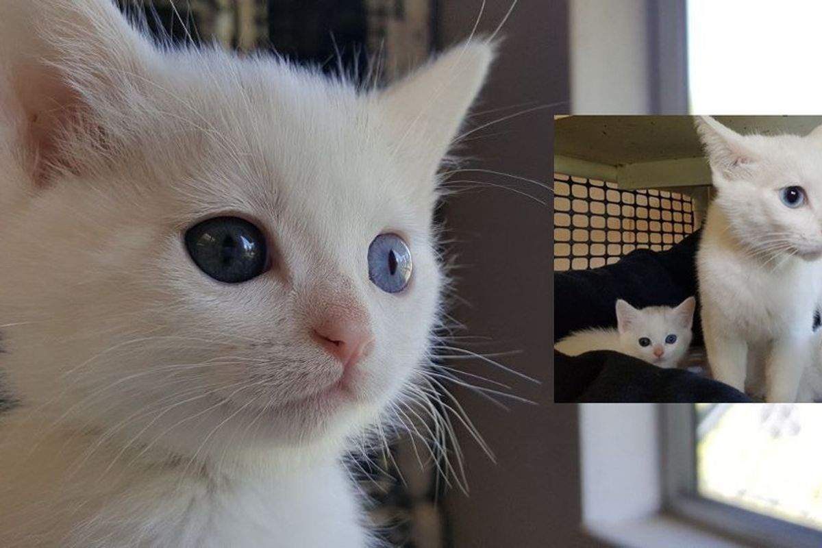 Odd-eyed Cat Mom Found Along with Her Two Mini Me's Behind Vet's Office