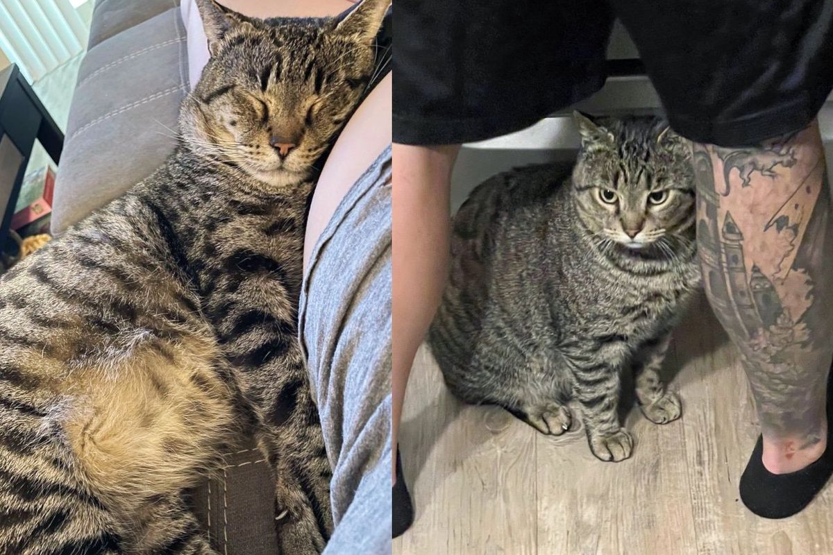 Cat Follows His New Family from Room to Room, Guarding Them After Many Lonely Years Outside