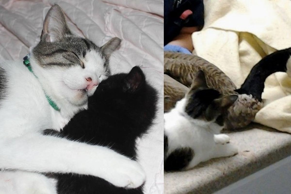 Rescue Cat with Cleft Palate Nurses an Injured Goose and Many Other Animals in Need