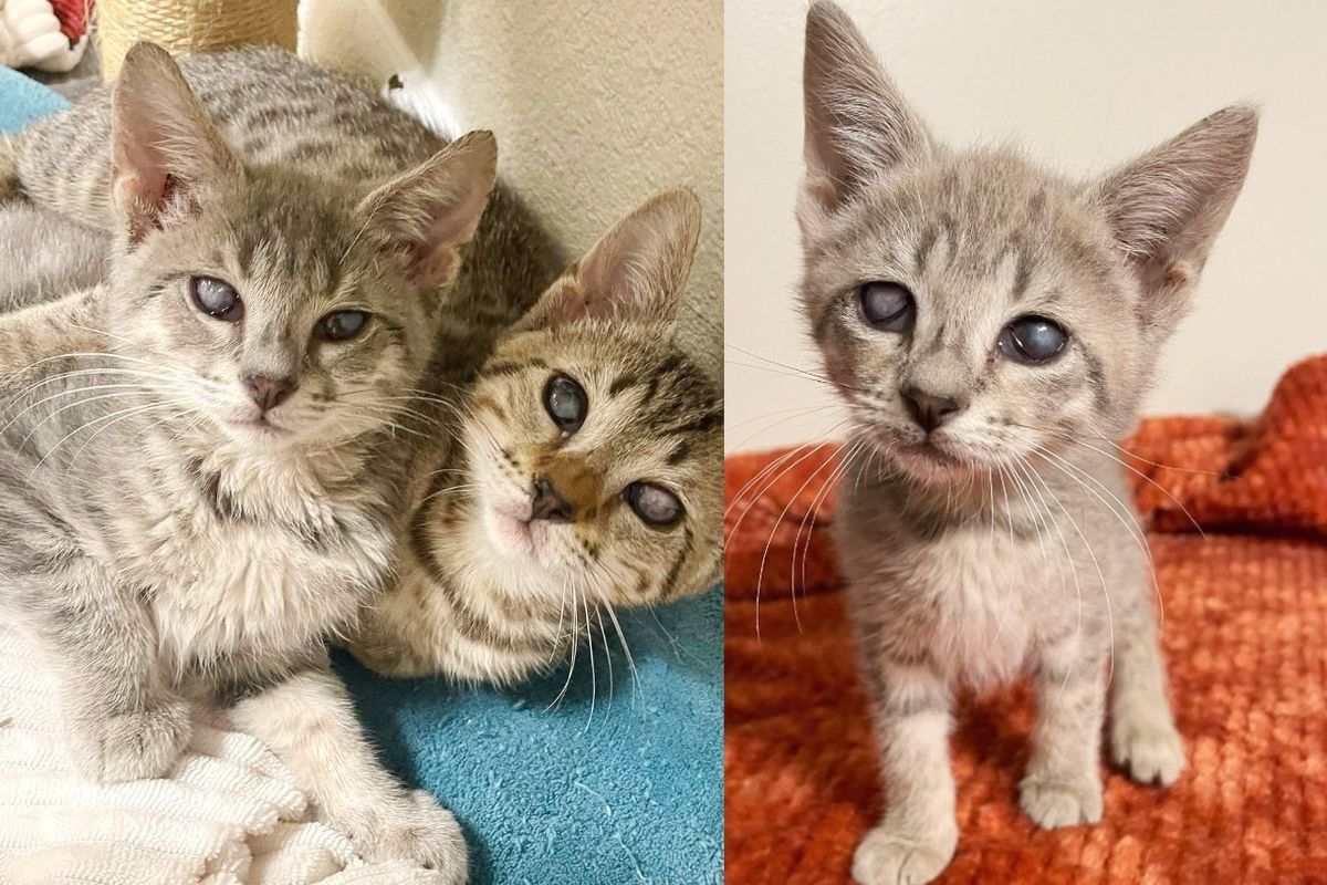 Kittens Show Remarkable Strength and Rely on Each Other Deeply as They Navigate the World Together