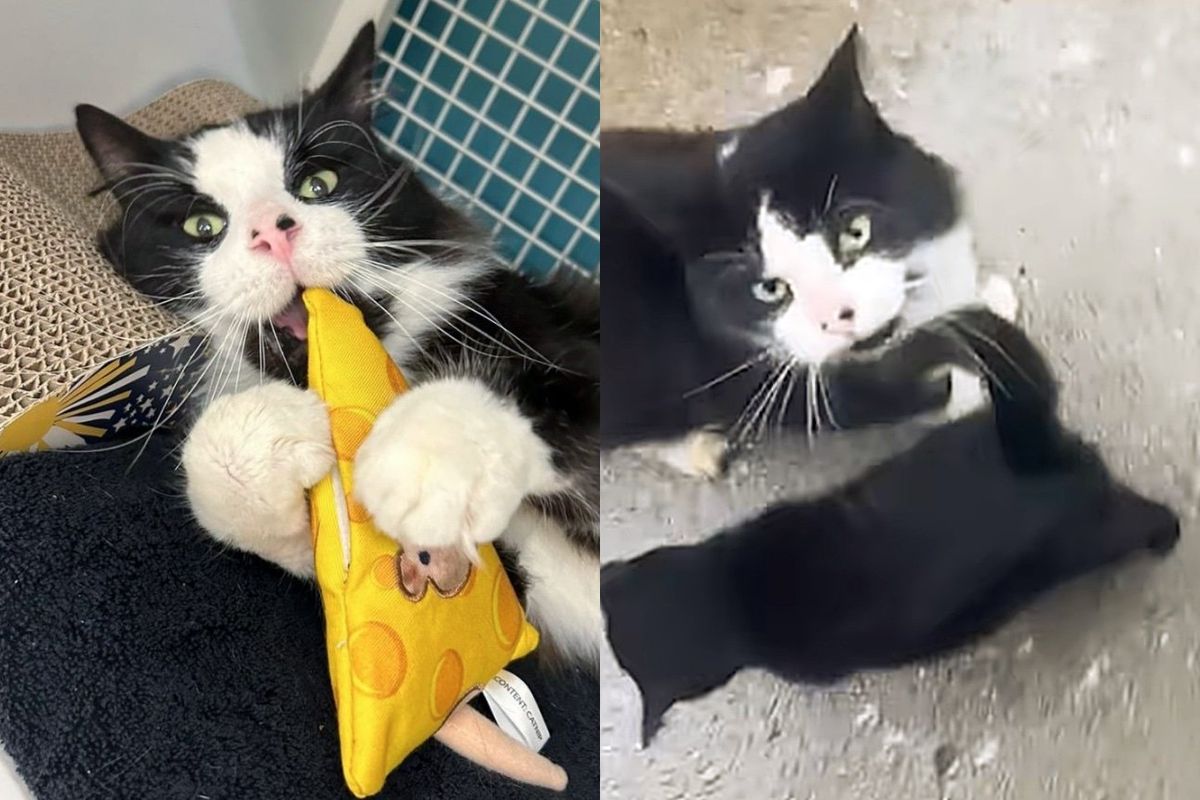 Cat Stood Outside Kind Neighbor's Door with a Feline Buddy so Both Could Have Food and Better Lives