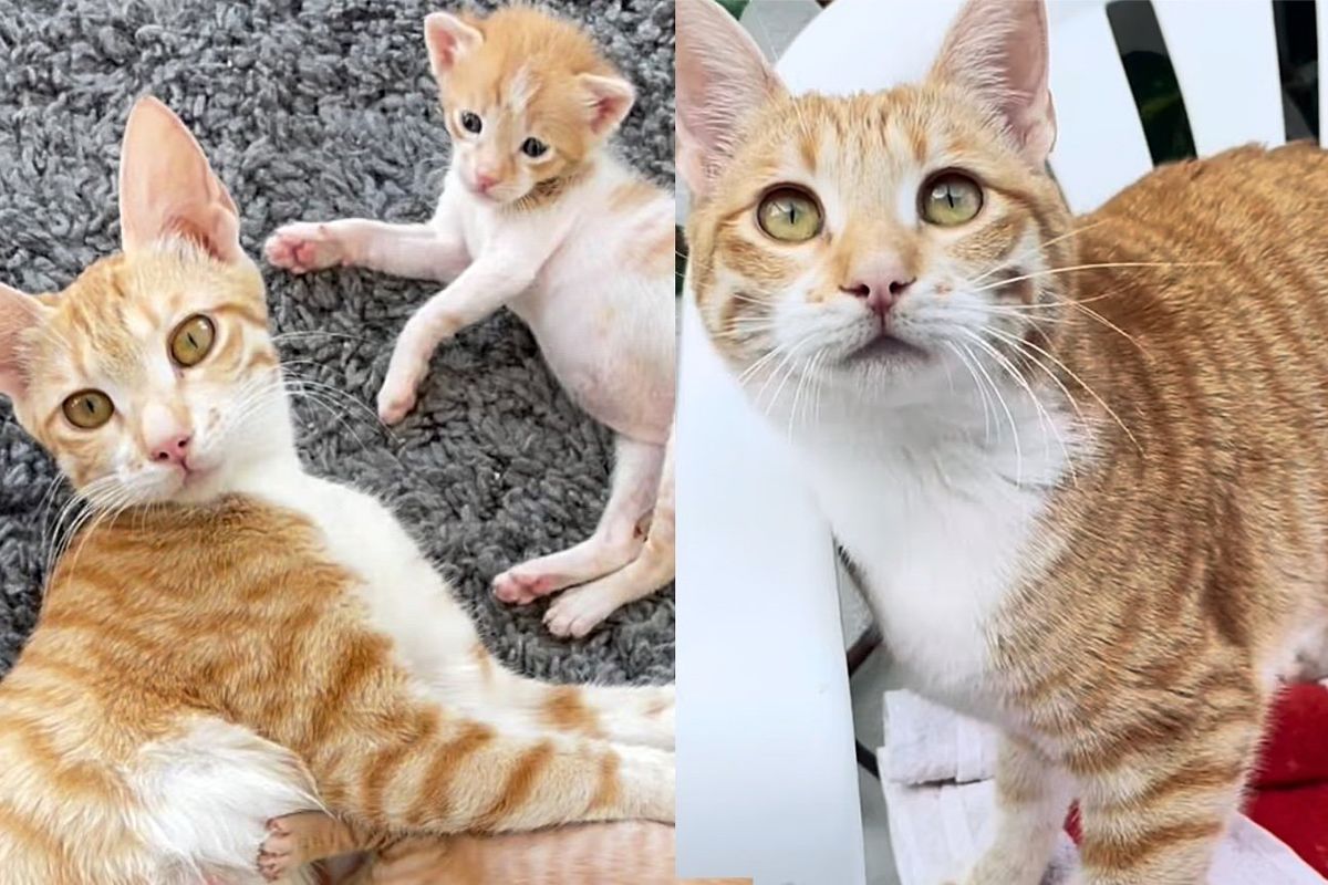 Street Cat Makes Her Way onto a Kind Person's Lap at Shopping Center, Hoping This Time Her Life Changes