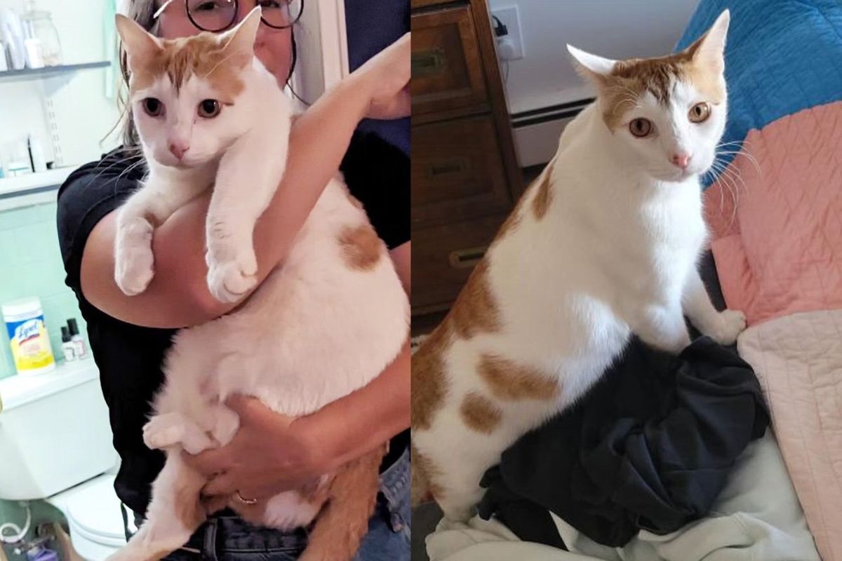 Cat, Size of a Small Bobcat, Found Wailing in Front of House Until a Couple Scoops Him Up and Finds Him Help