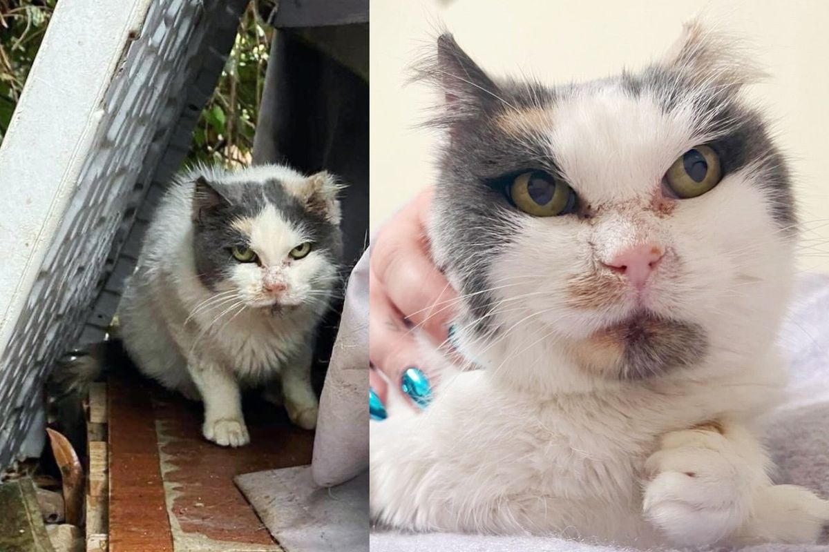 Cat Drools with Happiness When She Finds People to Help Her After Spending Nearly 10 Years Outdoors