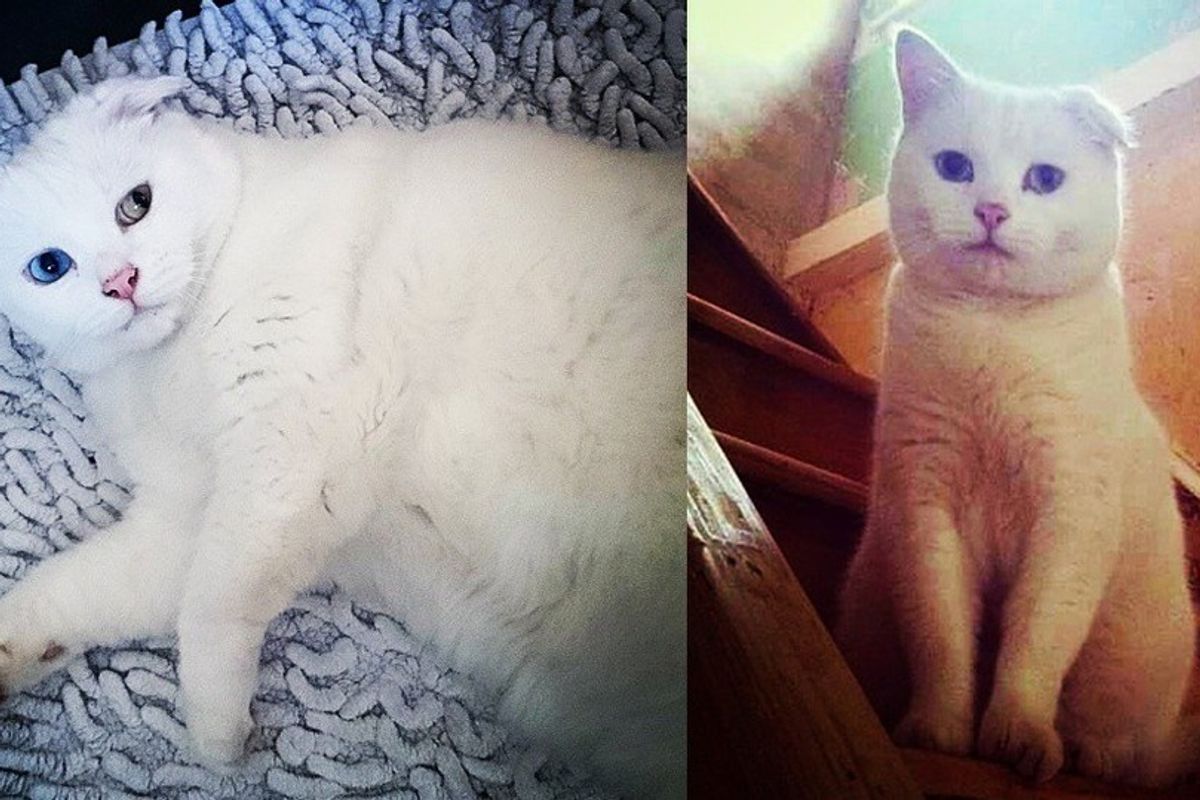 Street Life Left Cat with a Floppy Ear, But Someone Saved Him