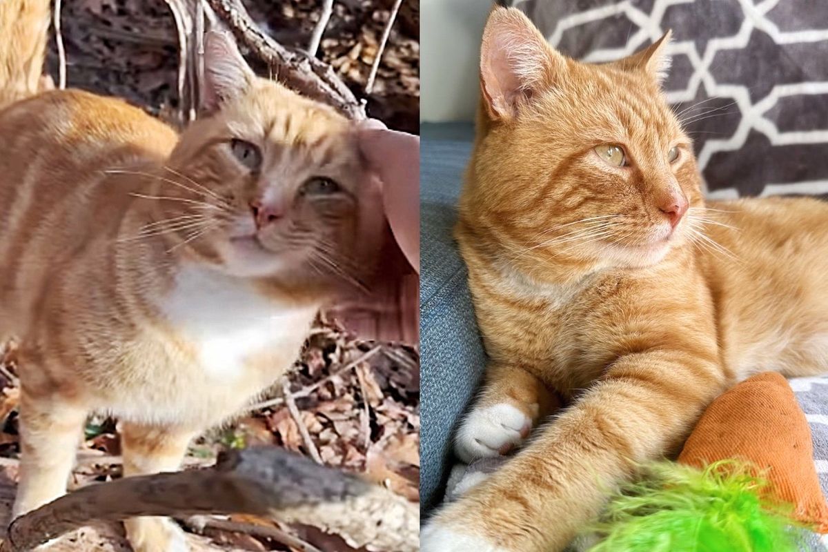 Cat Waited in a Park for Help to Escape the Cold, Happily Fell Asleep on the Person who Took Him in