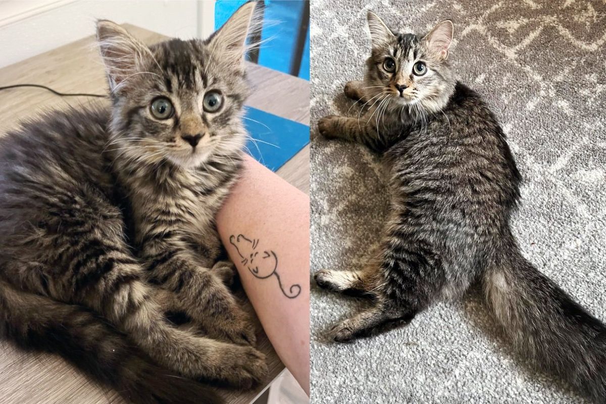 Warehouse Cat Finds Her Way into Kind Person's Home and Decides She isn't Going Anywhere