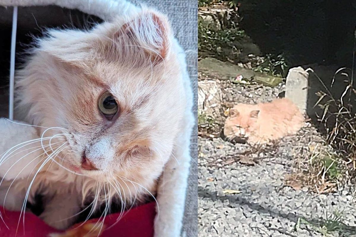 Gentle Cat Seen Lying on Gravel Decides to Give Home Life a Try After Years of Living in an Alley