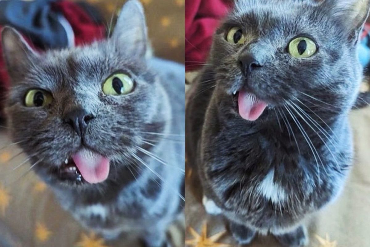 Cat is Her Playful Self Again and Insists on Being the 'Queen of the Castle' after Being Saved by Kind People