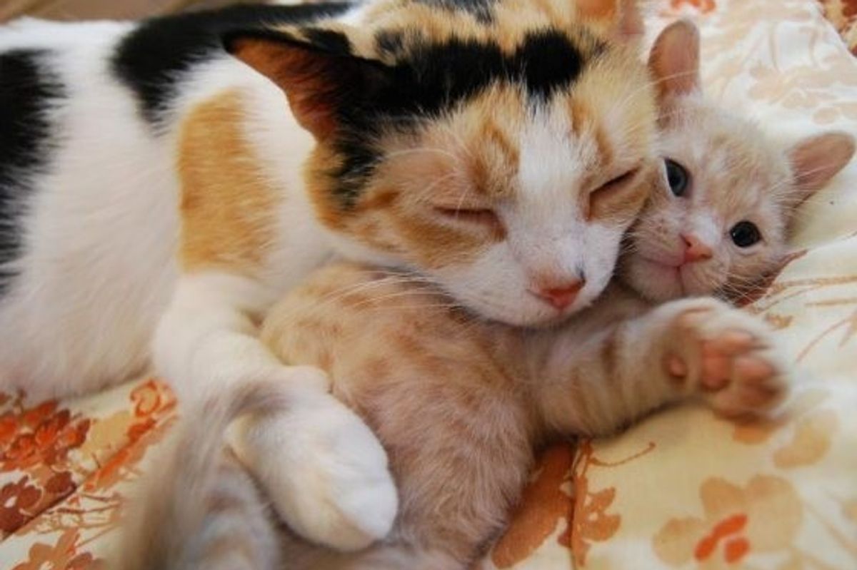 Rescue Cat Mama's Love for Her Only Ginger Boy