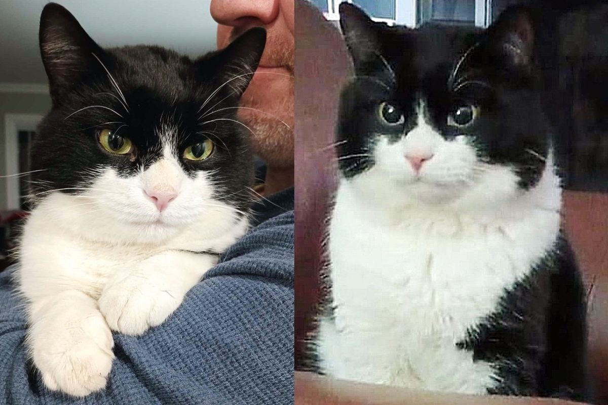 Couple Asks Shelter Which Cat Needs a Break from Kennel, a Cat with 'Striking Mask' Jumps at the Chance