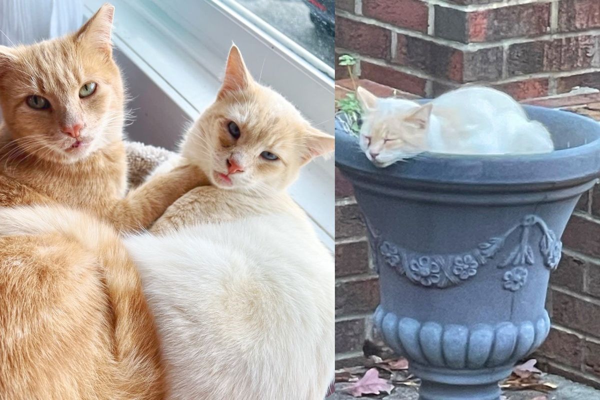 After Years Cat is Finally Indoors and So Overjoyed When Kind People Find His Bonded Feline Friend
