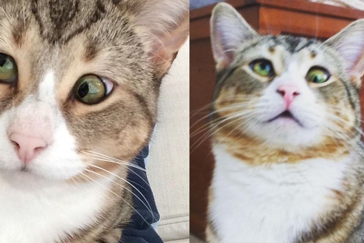 Cat with Googly Eyes from Rescue to Living the High Life