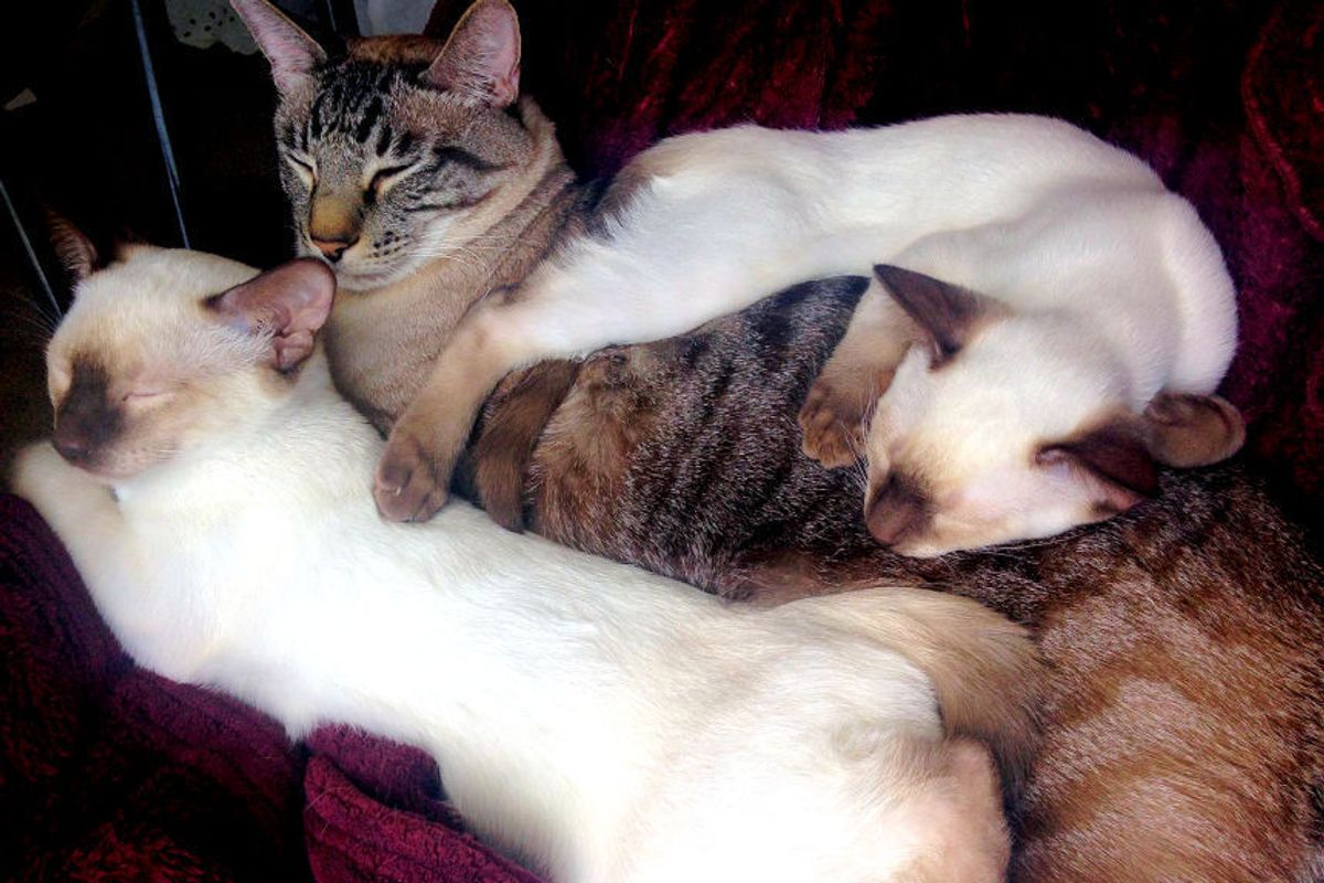 Bereaved 13 year old finds a new purpose in life with baby kittens