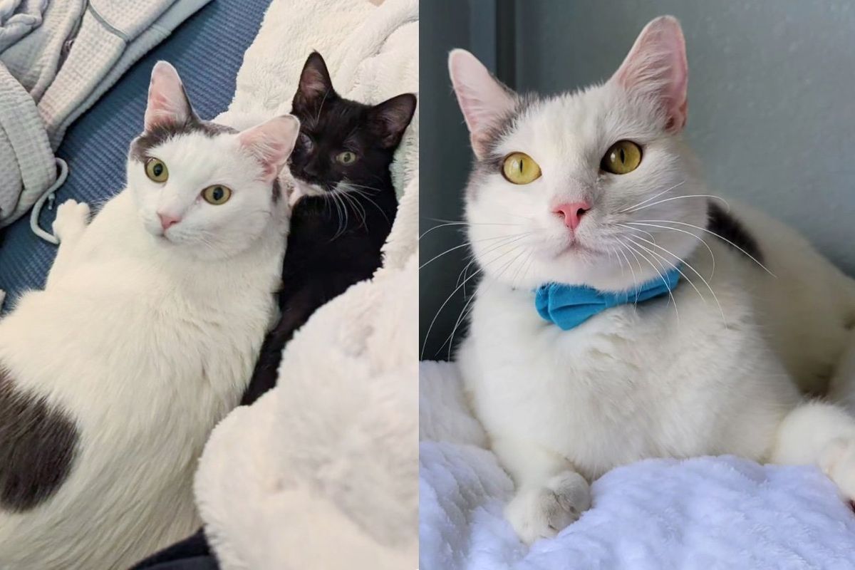 Cat Spent Three Years to Find the Perfect Home and a Kitten to Be His Lifelong Friend