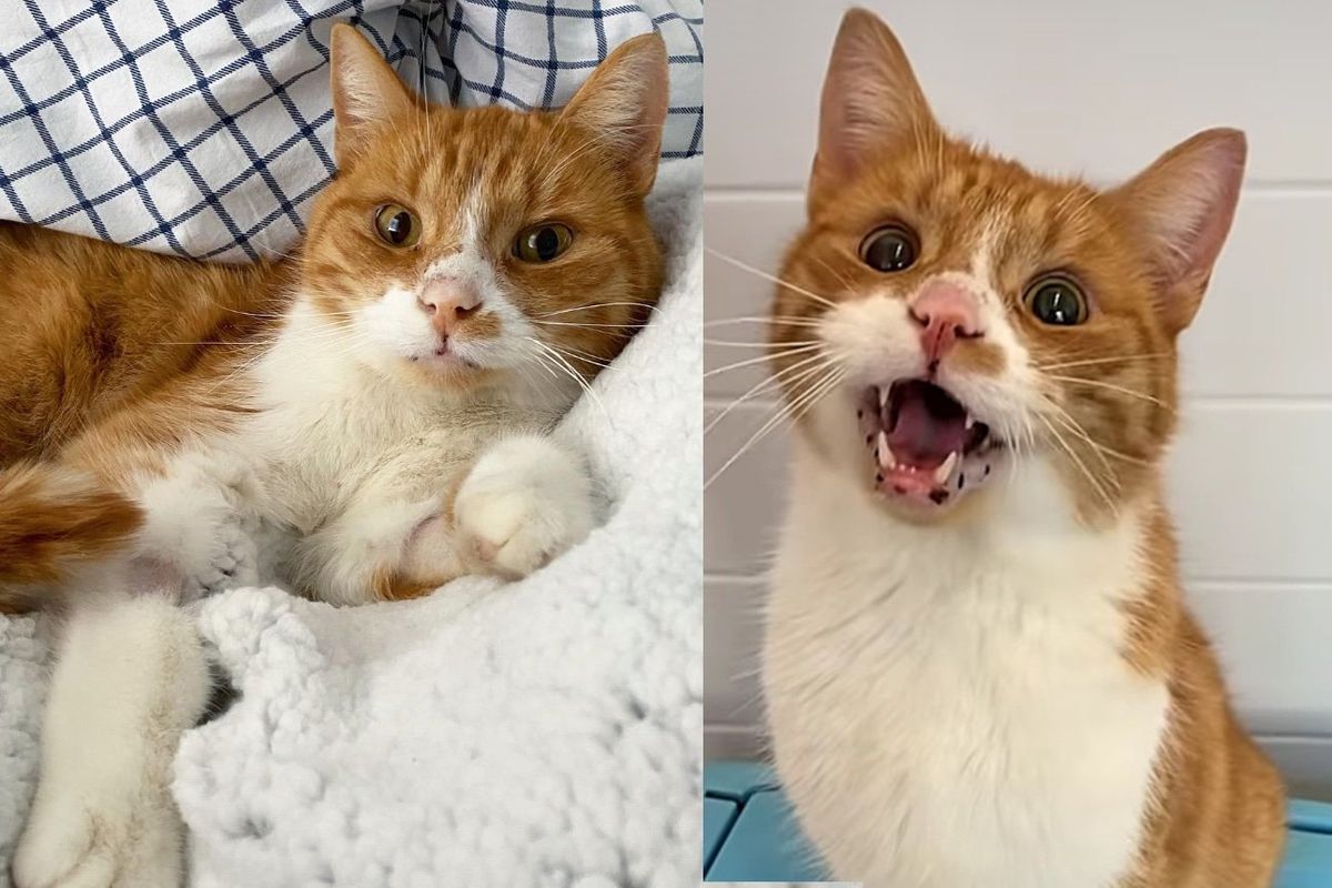 Blind Cat Spotted Stumbling in Snow Weeks Ago is Now Living the Good Life of Comfort and Warmth