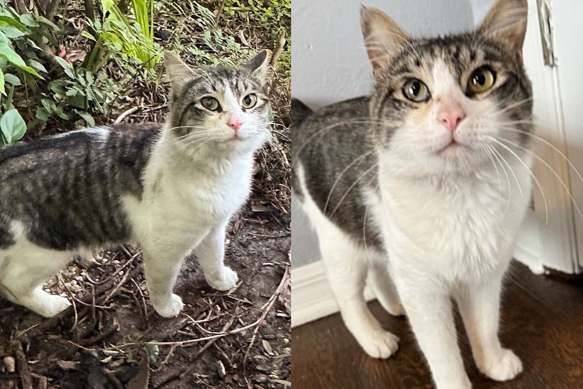 Cat Watched a Kind Person from a Distance Before Finding Courage to Come to the Door and Change His Life