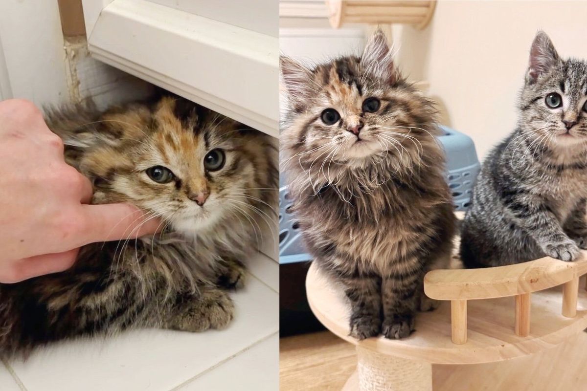 Feral Kittens Appear Outside a Cat Sanctuary, Not Knowing Their Lives are About to Change