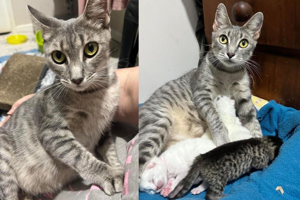 Cat Rubs Up Against Person for Letting Her in to Raise Kittens After Weeks of Living in Animal Shelter