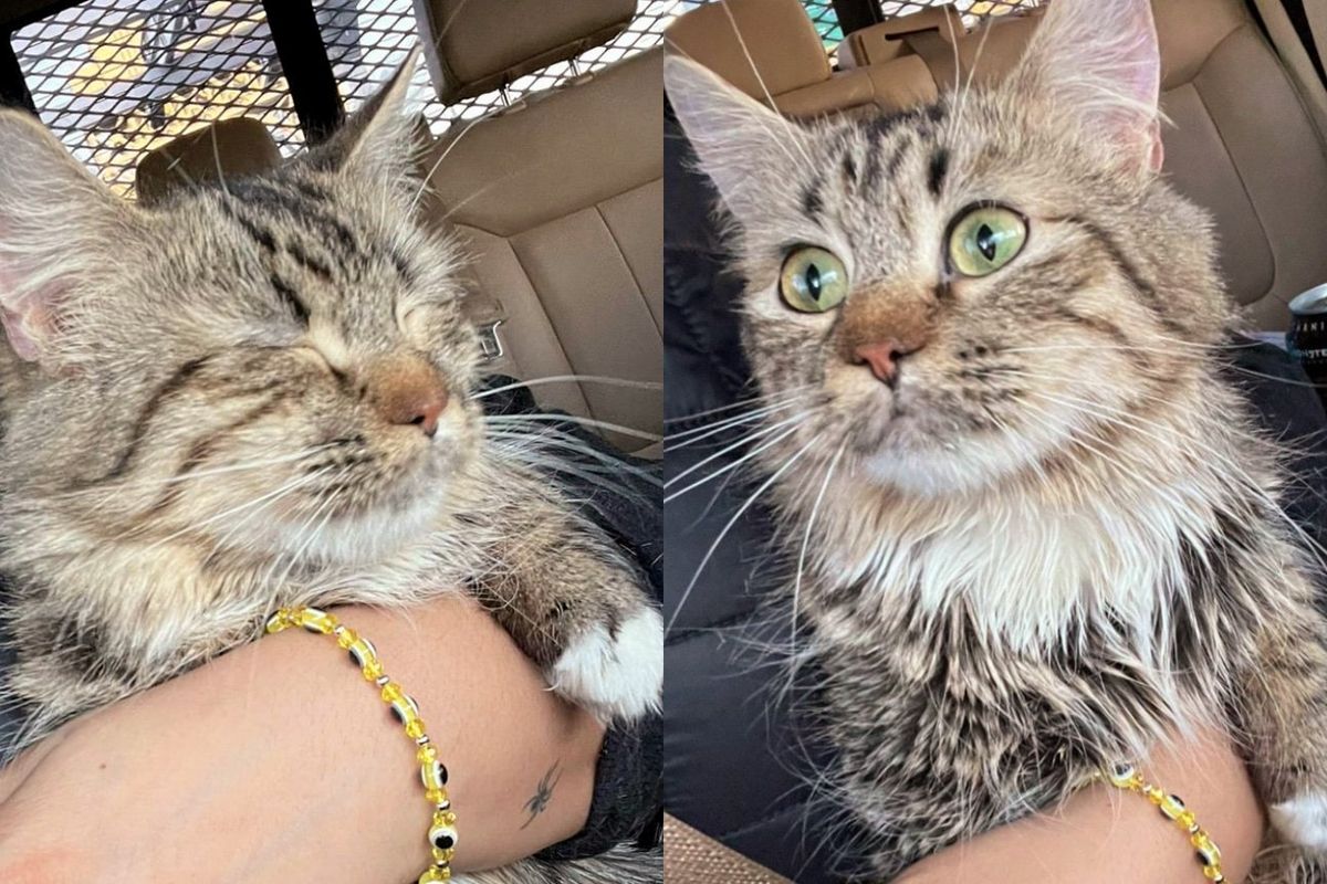 Cat in Basement Comes Running and Clinging to Kind People as Her Life is About to Get a Whole Lot Better