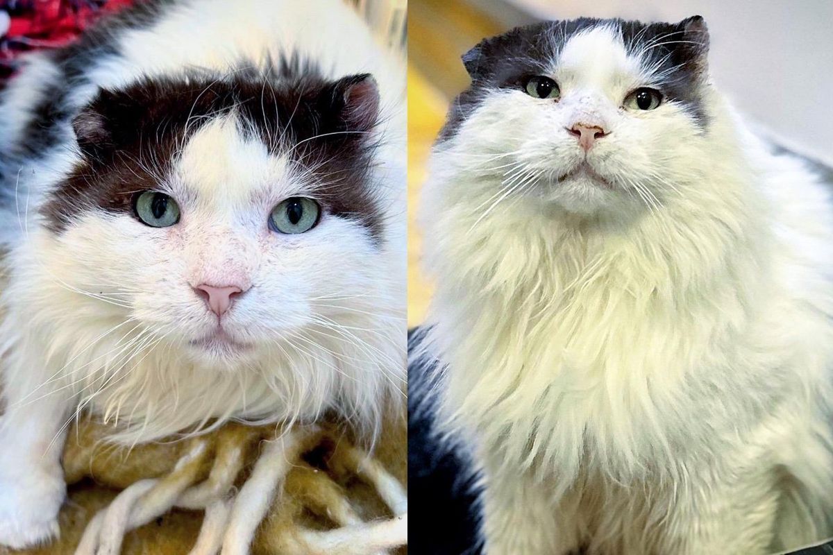 After Many Winters, Cat Makes His First Steps Indoors and Accepts Kindness from People