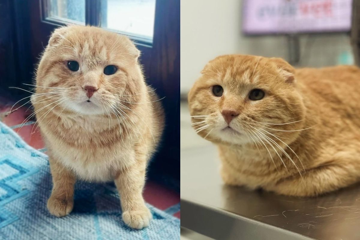 Cat Leans into Those Who Saved Him from the Street and Starts Doing the 'Car Wash' for Petting
