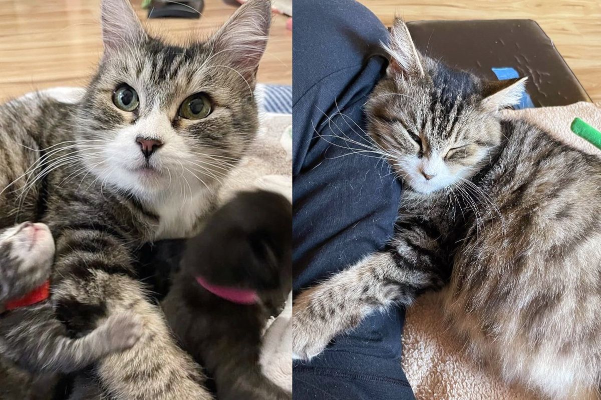 Cat Found Behind a Grocery Store Asking Around for Attention, Turns Out She Has Many Kittens to Feed