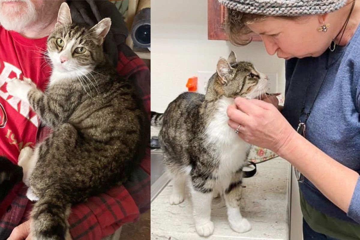 21 Year Old Cat Lost Only Place She Knew Then Came Wonderful People Who Promised Her the Best Rest of Life