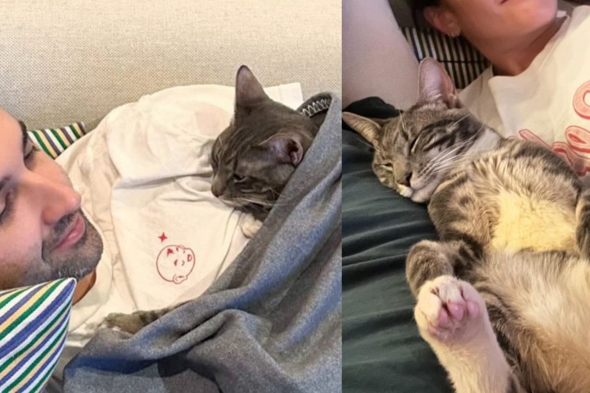 Cat Left Outside in a Carrier Completely Comes Around and Shines within Days in a Home