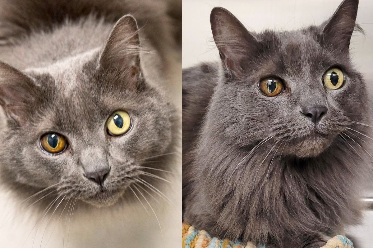 Beautiful Cat Begs for Affection at Adoption Center, Family Drops Everything to Give Her Lifetime of Love