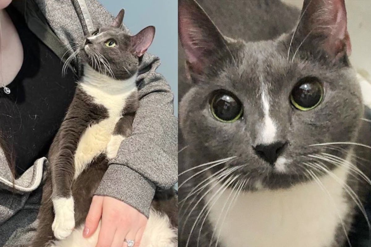 Cat Sat Shyly on the Cold Floor of Building Until Kind Neighbor Scooped Her Up and Changed Her Life