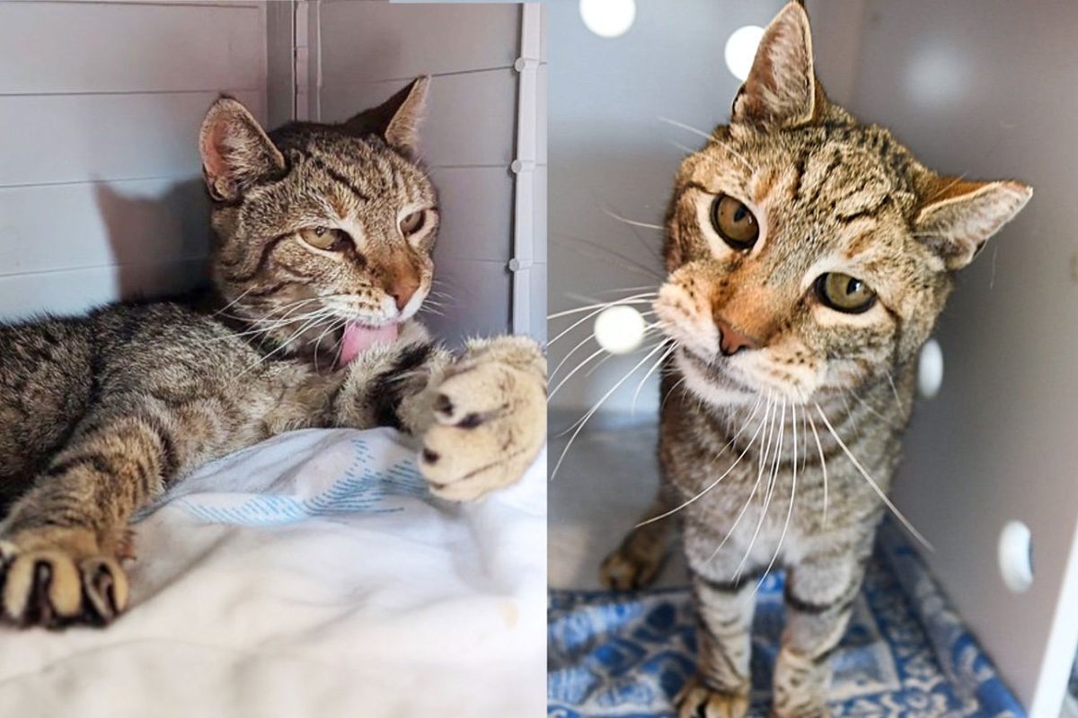 Stray Cat Has the Appearance of a Mini Puma, Opens His Heart and Learns What It Means to Be Adored