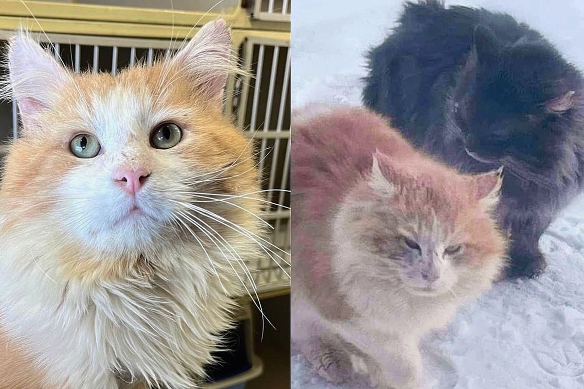 Community Brought Stray Cat Inside from Harsh Weather and Never Stopped Looking for His Best Friend