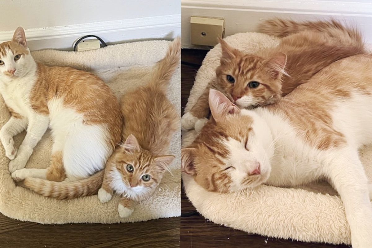 Cat Dad and His Only Son Found on the Street, Look Out for Each Other Until Kind People Come to Help Them