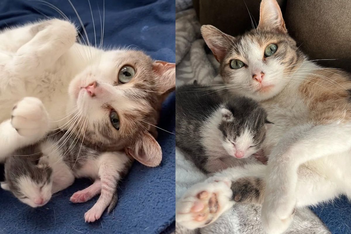 Kind Person Provides Safety to Cat from Wind and Rain, Wakes Up to Miracle Kitten in the Room One Morning