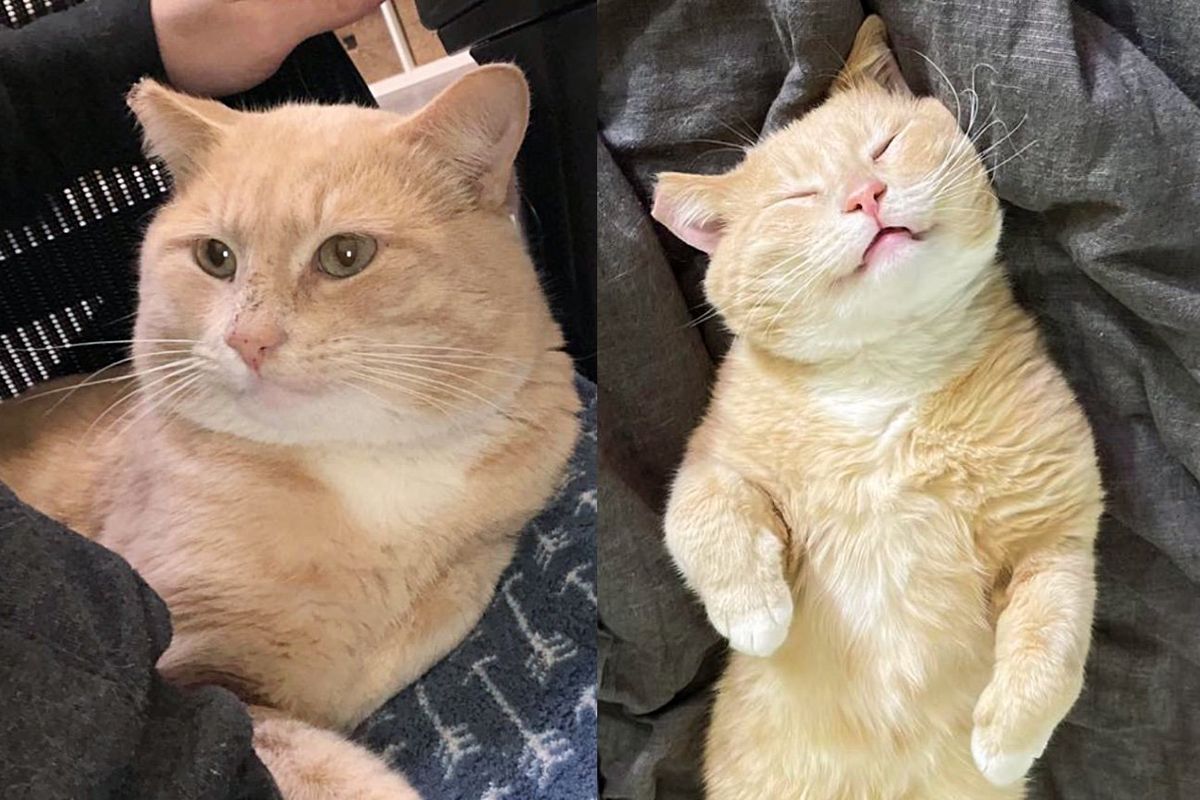 Stray Cat Went from Braving the Street and Heavy Rain to Now Being Held Lovingly in a Place of His Dreams