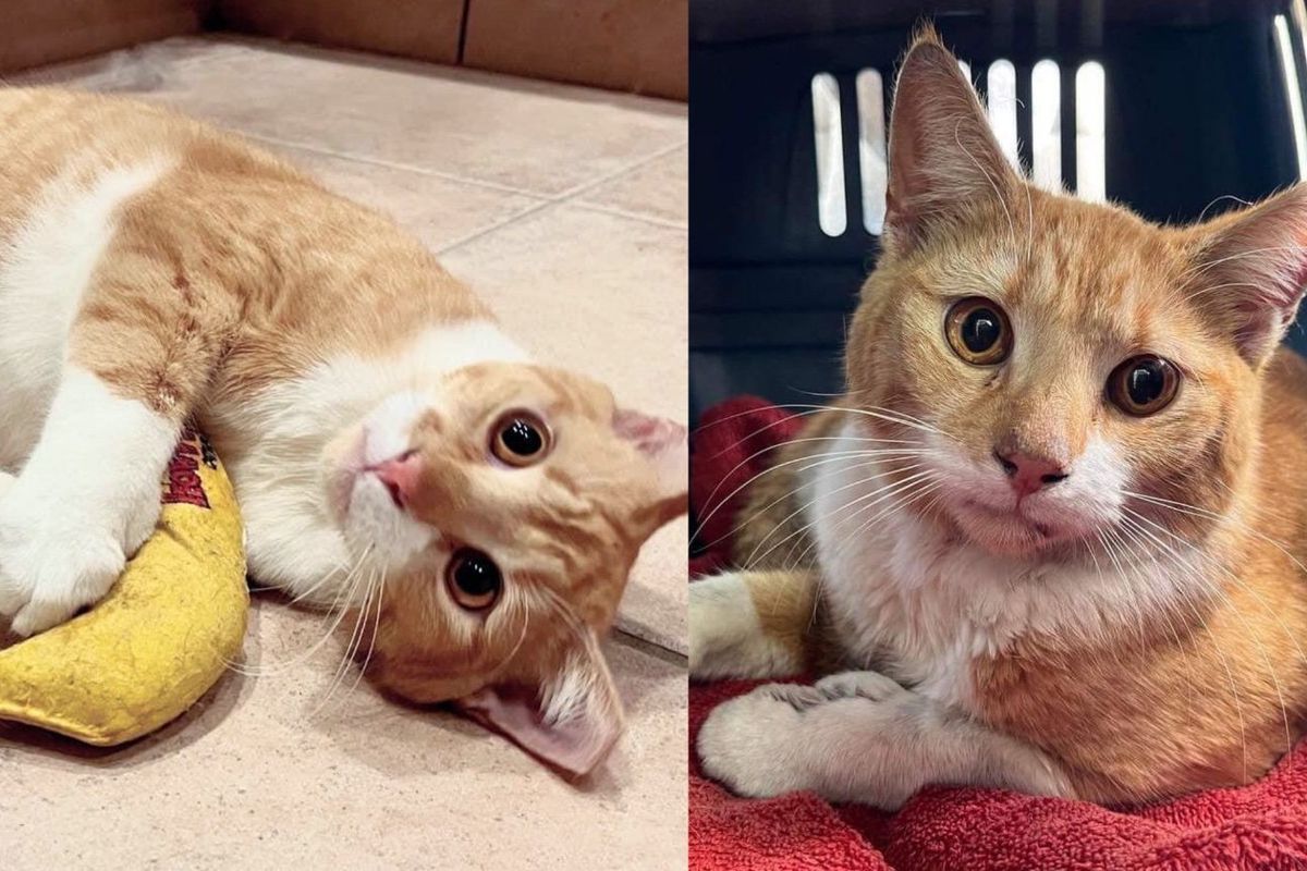 Cat Perched on the Side of Highway with No Escape, People Rallied to Save Him So He Could Live the Good Life