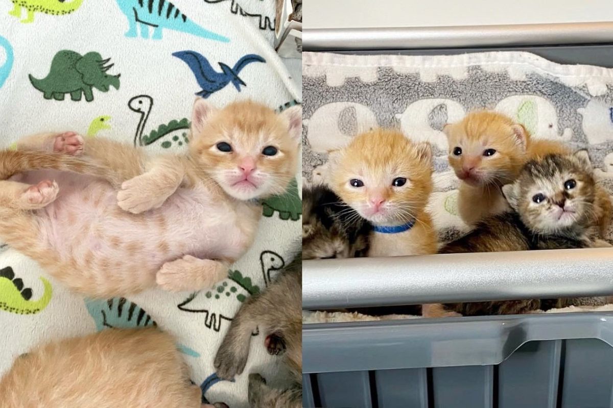 Tiny Cries from a Truck Lead People to Six Kittens, Now They Spend First Easter in Comfort and Warmth