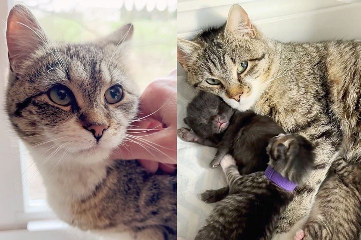 Stray Cat Moves Out from Under Porch and In with Kind People, the Next Day They Wake Up to Kittens in Office