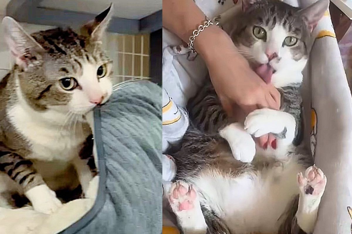 Rescuers Take on Cat with Behavior Issues and Never Give Up, the Cat Turns Out to Be Biggest 'Muffin Maker'