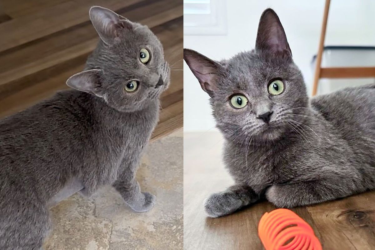 Kitten with Permanent Tilt Had the Odds Against Her, Now Lives as Though She Could Conquer Anything