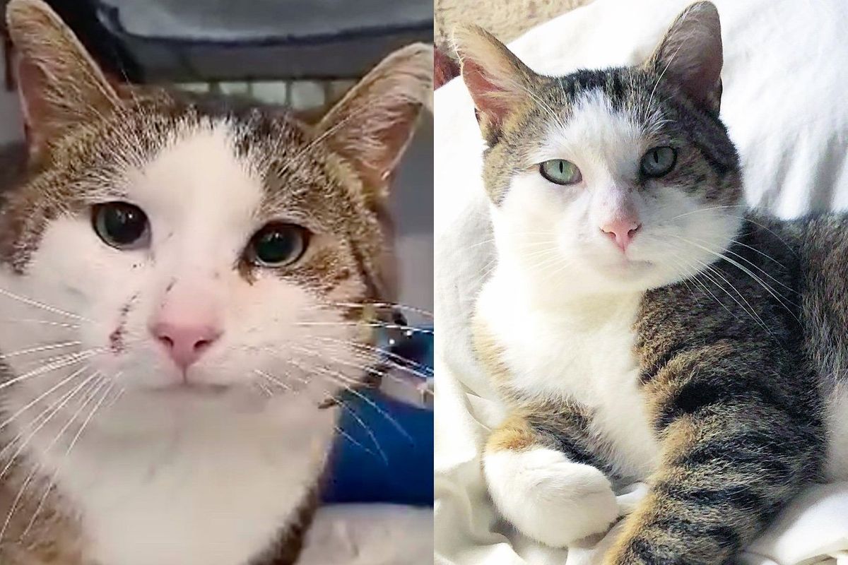 Tom Cat Enters Trailer Home After Years of Roaming the Outdoors, His Life is About to Get a Whole Lot Better